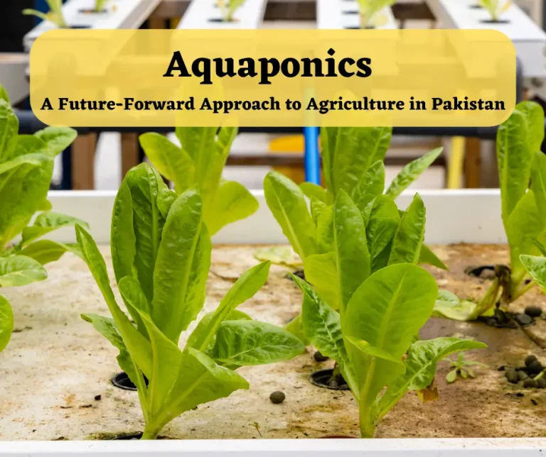 Aquaponics: A Future-Forward Approach to Agriculture in Pakistan