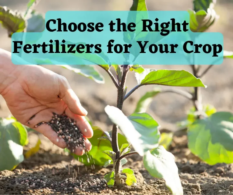 Choose the Right Fertilizers for Your Crop