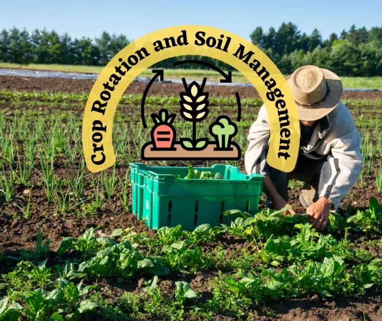 Crop Rotation and Soil Management: Boosting Yields for a Sustainable Future