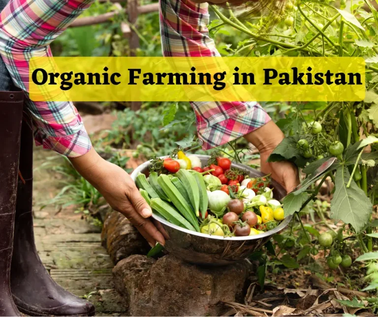 Organic Farming in Pakistan: A Comprehensive Guide