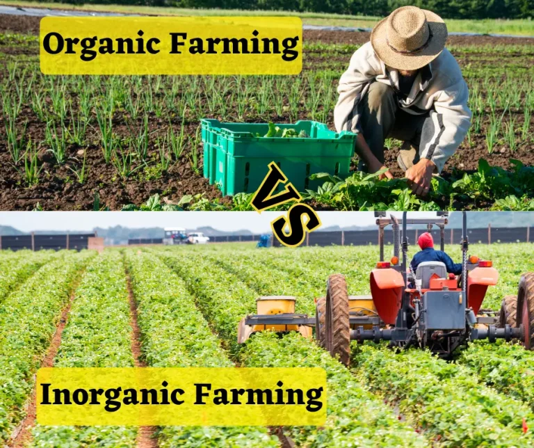 Organic Farming vs. Inorganic Farming: A Detailed Comparison