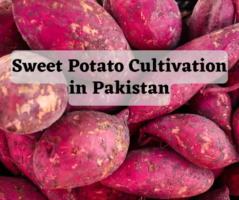 Sweet Potato Cultivation in Pakistan